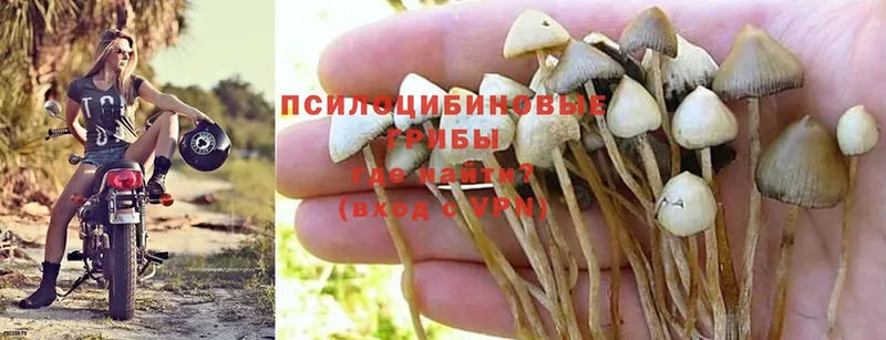 Псилоцибиновые грибы Cubensis  наркошоп  Асино 